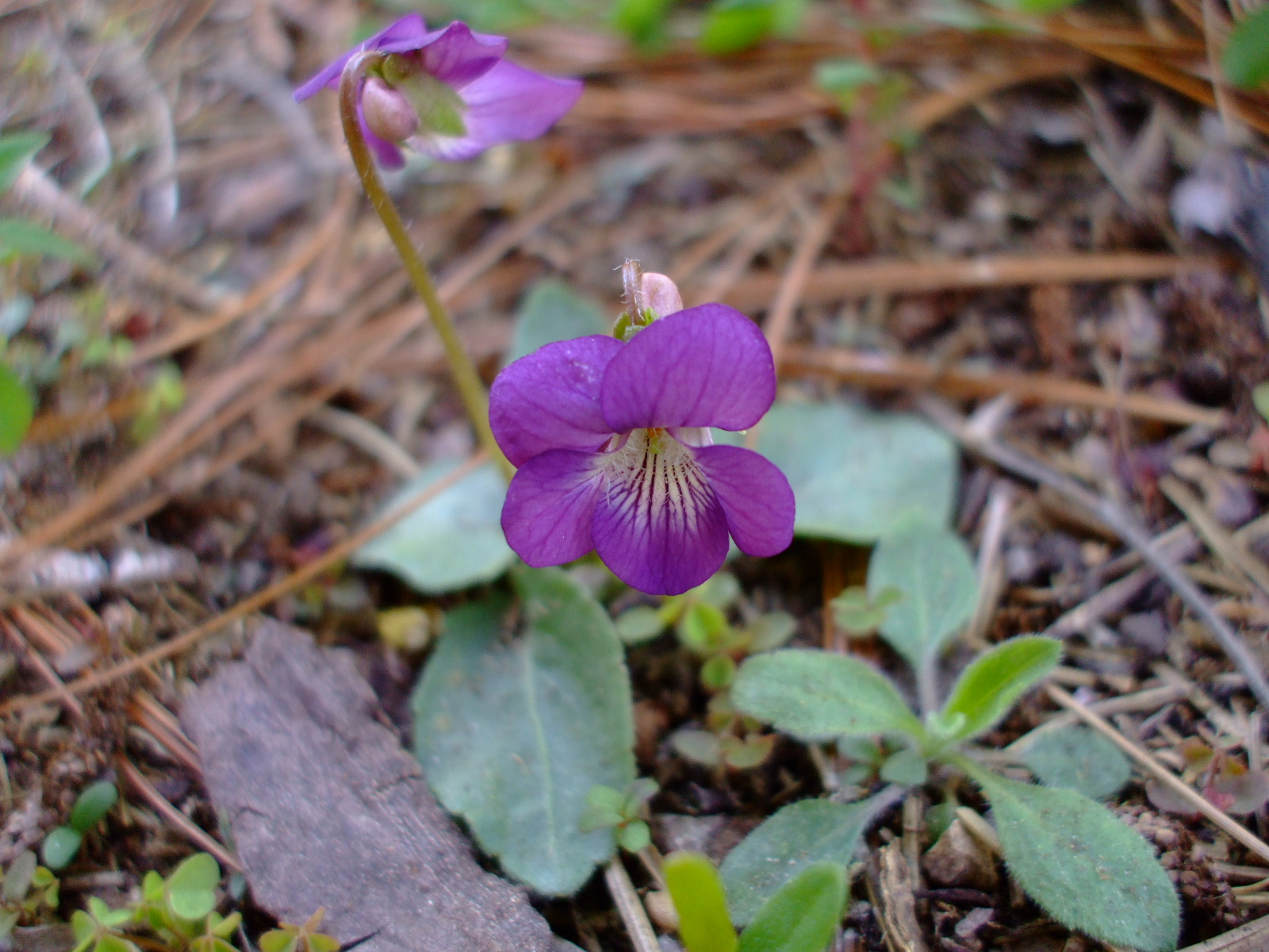 Viola fimbriatula